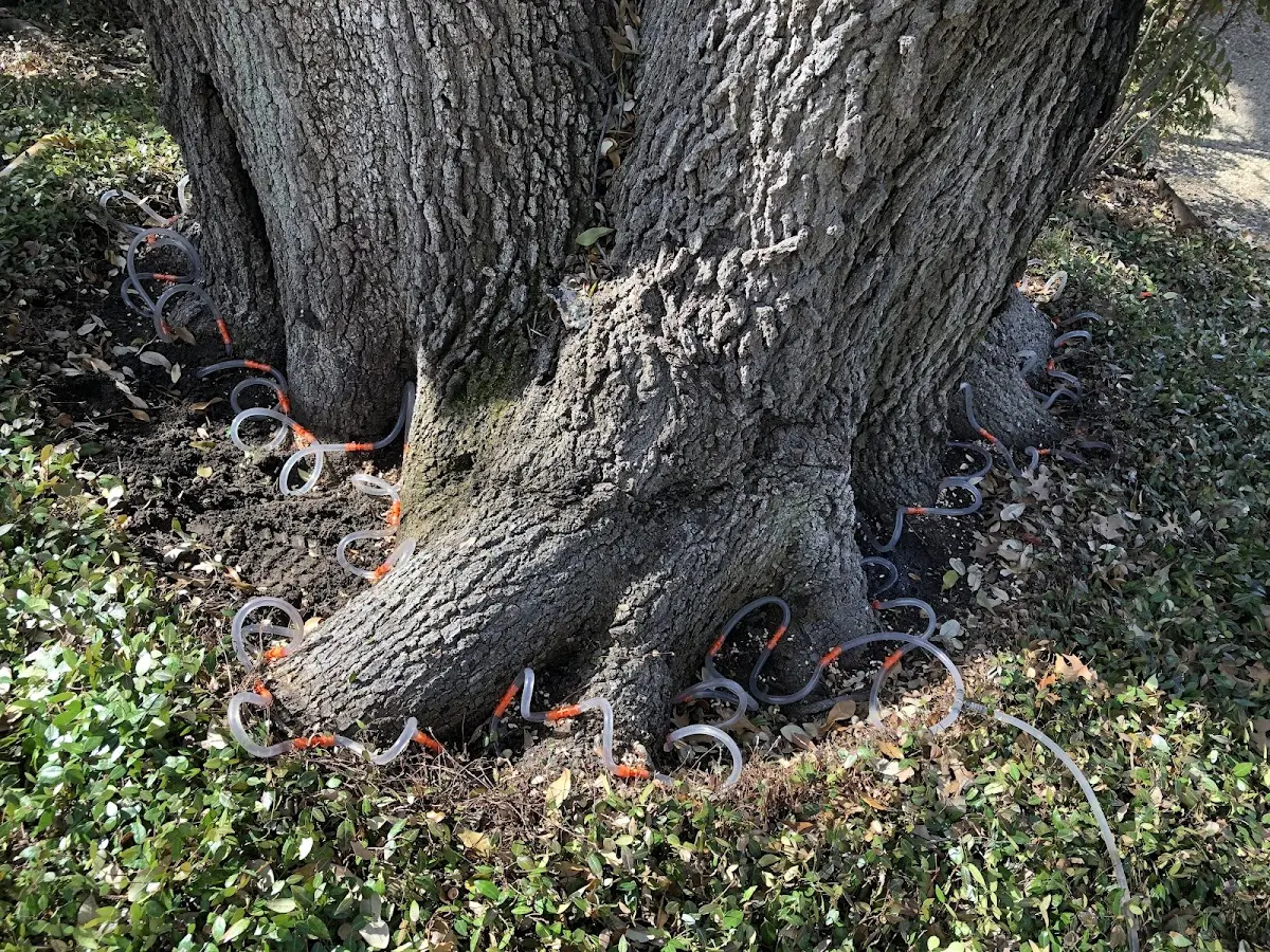 Detailed Tree Cabling and Bracing job site in Robards