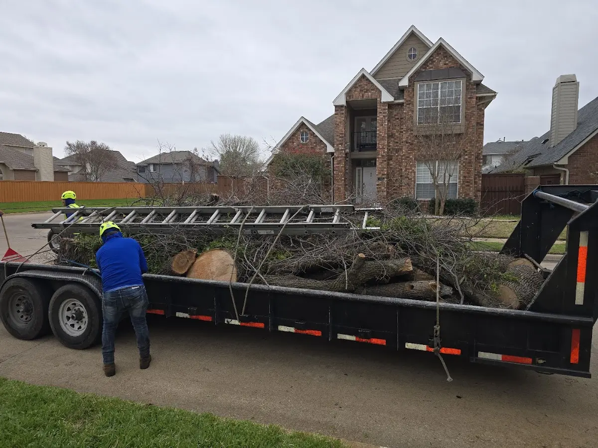 Expert Tree Pest Control with proper safety equipment in Robards